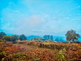 Autumn 2018