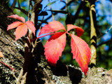 Autumn Leaves 