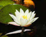 Last Lotus