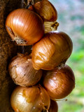 New onions