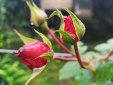 Budding Roses