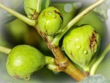 Figs