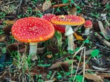 The Mushroom Family
