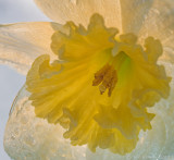 Daffodil in the Early Dawn