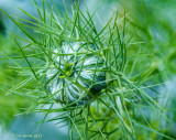 Thistle