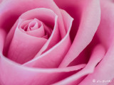 Gentle Pink Rose sig resized.jpg