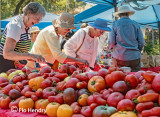 Tomato Festival - sequence of 4 images