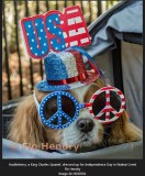 Huckeleberry, a King Charles Spaniel, dressed up for Independence Day in Walnut Creek. 