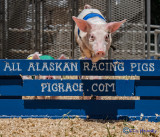 Pig Racing Hurdle