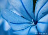 Blue Flower - Plumbago