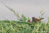 Song Sparrow - Extreme Cropping