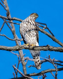 Northern Goshawk