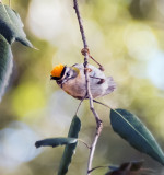 Firecrest (Regulus ignicapilla) an European Kinglet