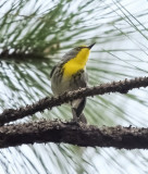 Olive-capped Warbler (Dendroica pityophil)