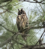 Stygian Owl