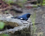 Black-Throated Blue Warbler