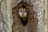 Tawny Owl (<i>Strix aluco</i>)