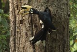 Oriental Pied Hornbill (<i>Anthracoceros albirostris</i>)