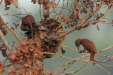 Rufous Woodpecker (<i>Micropternus brachyurus</i>)