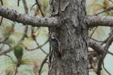 Brown-fronted Woodpecker  (<i>Leiopicus auriceps</i>)