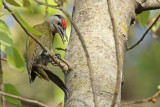 Grey-headed Woodpecker (<i>Picus canus</i>)