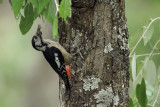 Himalayan Woodpecker  (<i>Dendrocopos himalayensis</i>)