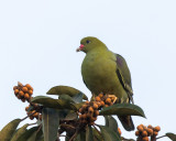 African Green Pigeon
