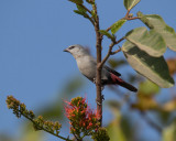 Lavender Waxbill