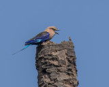 Blue bellied Roller