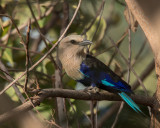 Blue-bellied Roller