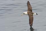 Laysan Albatross Tepke 0501.jpg