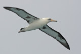 Laysan Albatross Tepke 1595.jpg