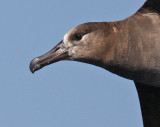 081012 Black-footed Albatross 9713.jpg