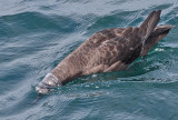 Sooty Shearwater