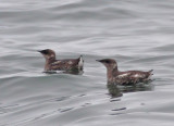 130721 Marbled Murrelet 3881.jpg