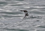 Marbled Murrelet