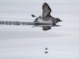 Cassin's Auklet