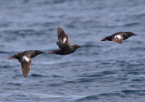 Pigeon Guillemot