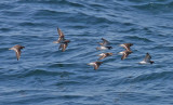 Red-necked Phalarope