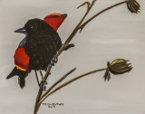 Red-winged Blackbird