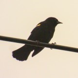 Red-winged Blackbird