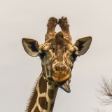 Giraffe 4