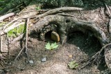 wood and stone faery dwelling