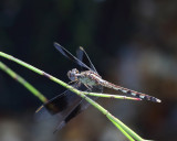 Band-winged Dragonlet