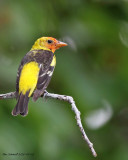 Western Tanager, Mead Gardens,Winter Park,FL