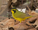 Kentucky Warbler