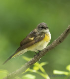 Female American Redstart