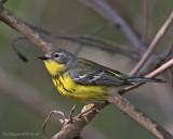 Magnolia_Warbler.jpg