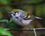 Spring female Chestnut Warbler