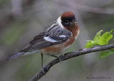 Bay-breasted Warbler